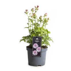 Vaste Planten|Ecocheques|ohgreen Astrantia premium mix (Zzeeuws knoopje )