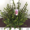 Struiken|Ecocheques|ohgreen Azalea japonica