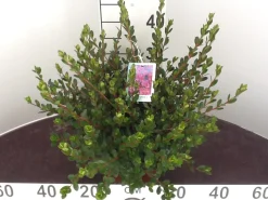 Struiken|Ecocheques|ohgreen Azalea japonica