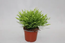 Ecocheques|Groene Planten|ohgreen Bamusa Pogonatherum Monica p12 h25