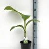 Mediterrane Planten|Ecocheques|ohgreen Bananenplant Musa Basjoo