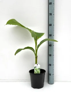 Mediterrane Planten|Ecocheques|ohgreen Bananenplant Musa Basjoo