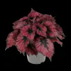 Groene Planten|Ecocheques|ohgreen Begonia Kohala Red