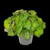 Groene Planten|Ecocheques|ohgreen Begonia Lime Fever