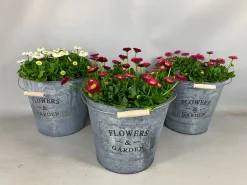 Voorjaar|Ecocheques|ohgreen Bellis in zinken emmer
