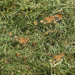 Knaagdieren Voeding|ohgreen Berghooi met tarwe en mais 500gr