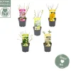 Struiken|Ecocheques|ohgreen Biologische bloemenmix met bijenmengsel p19 h45