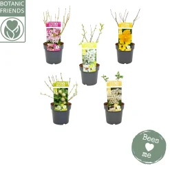 Struiken|Ecocheques|ohgreen Biologische bloemenmix met bijenmengsel p19 h45