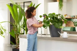 Bewatering|Ecocheques|ohgreen Bloemspuit 0,7l