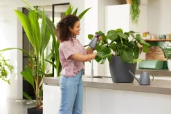 Bewatering|Ecocheques|ohgreen Bloemspuit 0,7l