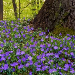 Vaste Planten|Ecocheques|ohgreen Bodembedekker p9