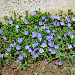 Vaste Planten|Ecocheques|ohgreen Bodembedekker p9