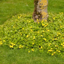 Vaste Planten|Ecocheques|ohgreen Bodembedekker p9