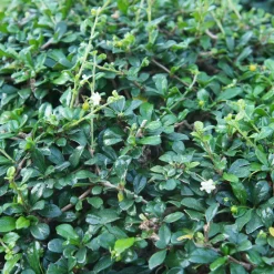 Vaste Planten|Ecocheques|ohgreen Bodembedekker p9
