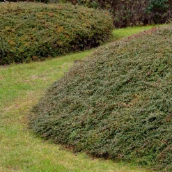 Vaste Planten|Ecocheques|ohgreen Bodembedekker p9