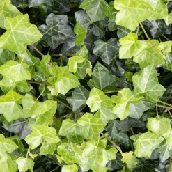 Vaste Planten|Ecocheques|ohgreen Bodembedekker p9