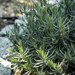 Vaste Planten|Ecocheques|ohgreen Bodembedekker p9