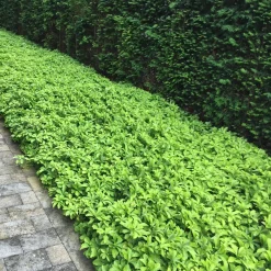 Vaste Planten|Ecocheques|ohgreen Bodembedekker p9
