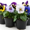 Violen|Ecocheques|ohgreen Bosviool