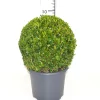 Struiken|Ecocheques|ohgreen Buxus bol in grijze decopot p26 h45