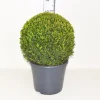 Struiken|Ecocheques|ohgreen Buxus sempervirens bol p31 h70