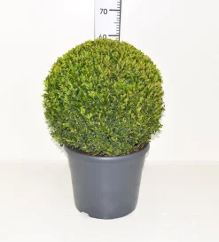 Struiken|Ecocheques|ohgreen Buxus sempervirens bol p31 h70