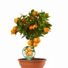 Ecocheques|Mediterrane Planten|ohgreen Calamondino ciotola