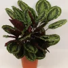 Groene Planten|Ecocheques|ohgreen Calathea Medallion (Pauwenplant)