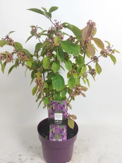 Struiken|Ecocheques|ohgreen Callicarpa profusion (Schoonvrucht)
