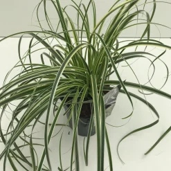Vaste Planten|Ecocheques|ohgreen Carex feather falls p17