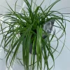 Vaste Planten|Ecocheques|ohgreen Carex oshimensis Evergreen ( Zegge )