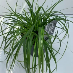 Vaste Planten|Ecocheques|ohgreen Carex oshimensis Evergreen ( Zegge )