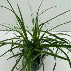 Vaste Planten|Ecocheques|ohgreen Carex oshimensis Everlime ( Zegge )