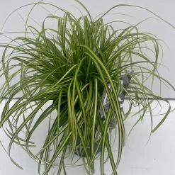 Vaste Planten|Ecocheques|ohgreen Carex oshimensis Eversheen ( Zegge )