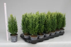 Struiken|Ecocheques|ohgreen Chamaecyparis lawsoniana Snow White