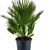 Mediterrane Planten|Ecocheques|ohgreen Chamerops humulis p32