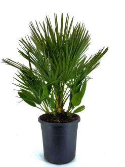 Mediterrane Planten|Ecocheques|ohgreen Chamerops humulis p32