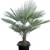 Ecocheques|Mediterrane Planten|ohgreen Chinese Waaierpalm