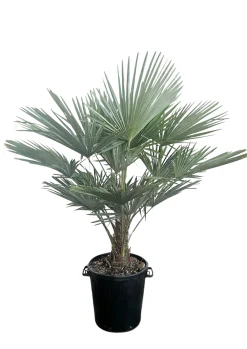 Ecocheques|Mediterrane Planten|ohgreen Chinese Waaierpalm