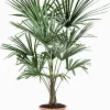 Mediterrane Planten|Ecocheques|ohgreen Chinese waaierpalm p22