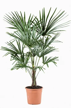 Mediterrane Planten|Ecocheques|ohgreen Chinese waaierpalm p22