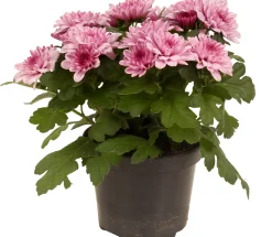Chrysanten|Najaar|ohgreen Chrysanthemum dubbel roze ( Chrysant )