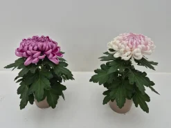 Najaar|Ecocheques|ohgreen Chrysanthemum uniflor