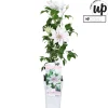 Ecocheques|Klimplanten|ohgreen Clematis Corinne