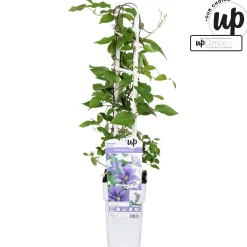 Klimplanten|Ecocheques|ohgreen Clematis evision Olympia