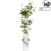 Klimplanten|Ecocheques|ohgreen Clematis evision Samaritan Jo