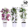 Ecocheques|Klimplanten|ohgreen Clematis Masa p23