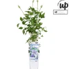 Klimplanten|Ecocheques|ohgreen Clematis 'Parisienne Boulevard'