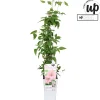 Ecocheques|Klimplanten|ohgreen Clematis Samaritan Jo