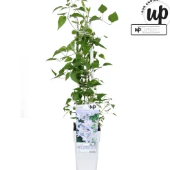 Ecocheques|Klimplanten|ohgreen Clematis Tranquilite